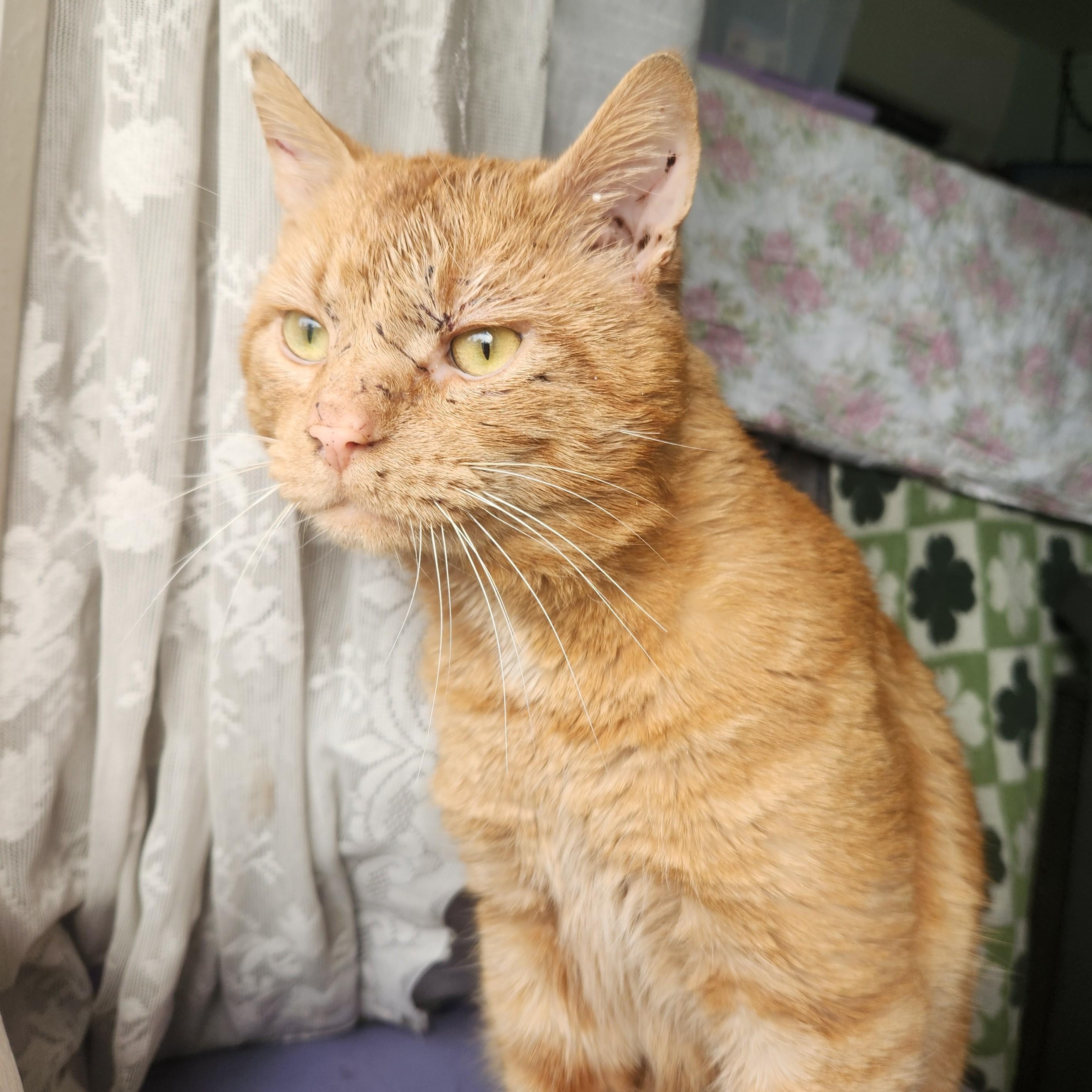 Enlarge Scarface, a Adoptable Domestic Short Hair in Renton , WA image 3/5