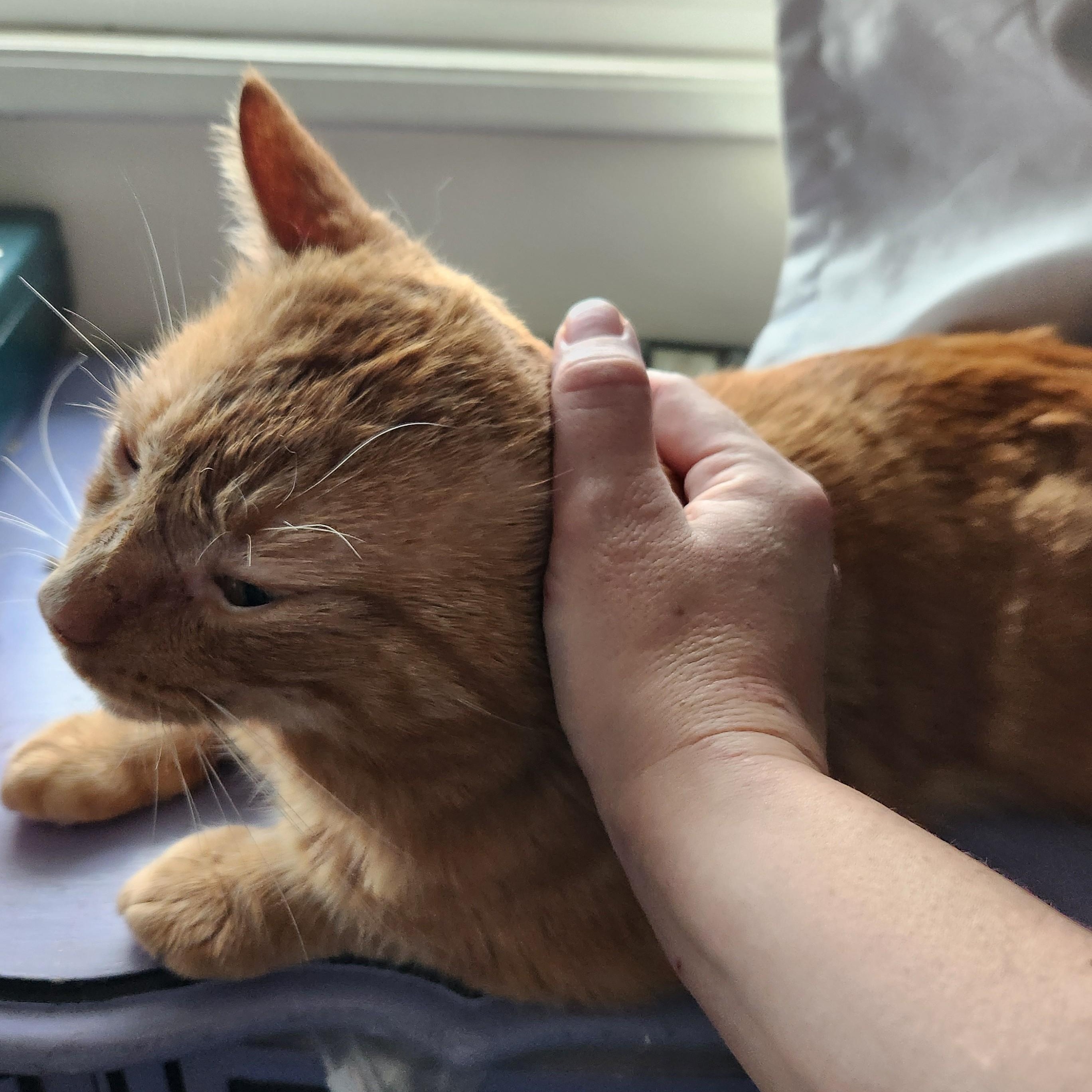 Enlarge Scarface, a Adoptable Domestic Short Hair in Renton , WA image 5/5