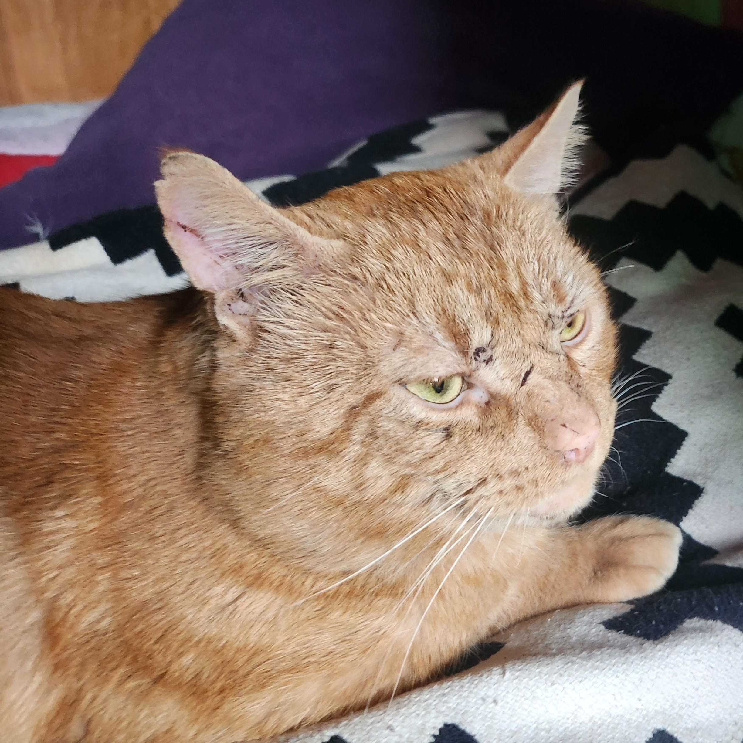 Enlarge Scarface, a Adoptable Domestic Short Hair in Renton , WA image 2/5