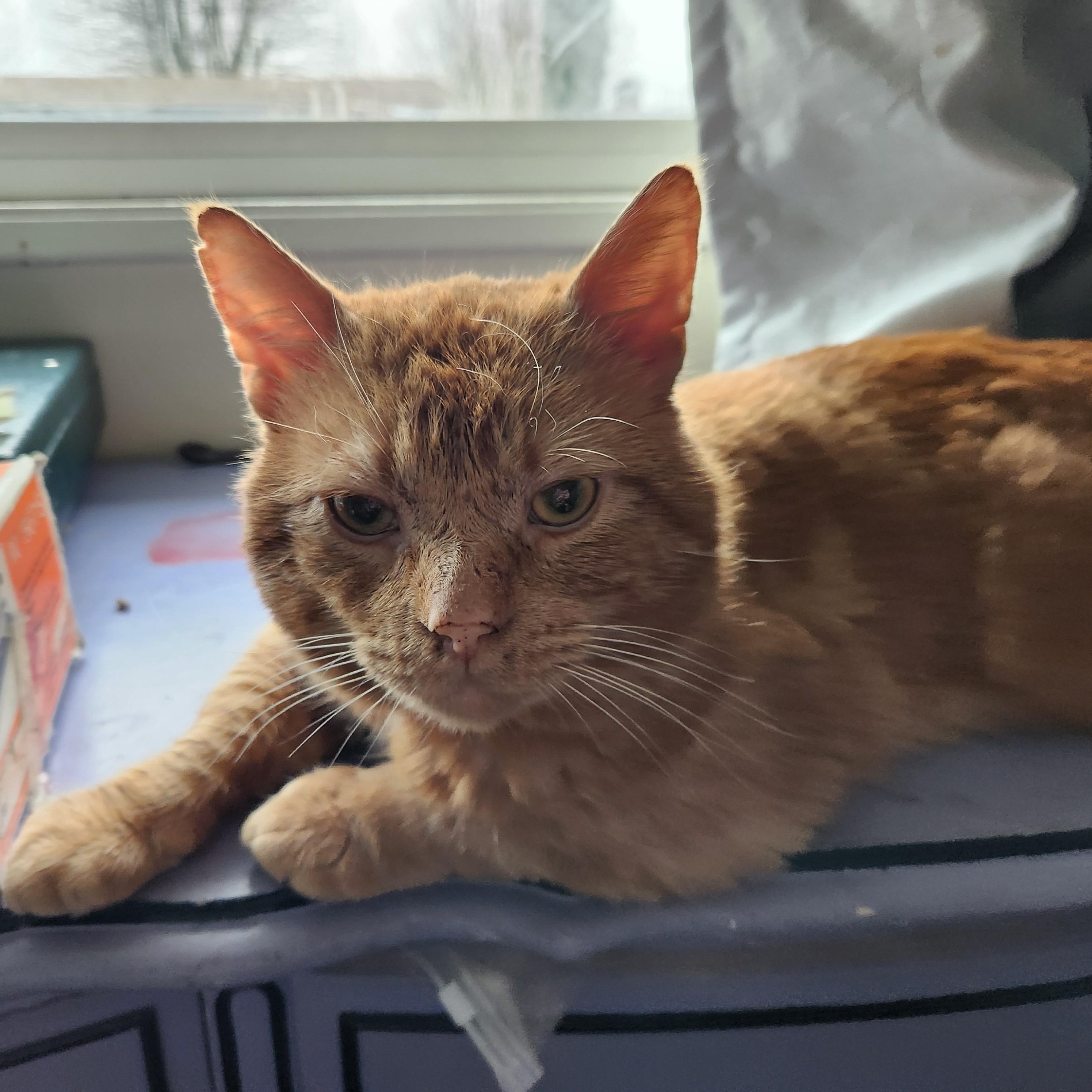 Enlarge Scarface, a Adoptable Domestic Short Hair in Renton , WA image 1/5