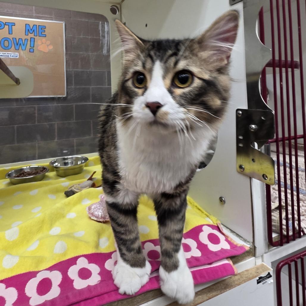 Philomin, Adoptable, Young Male Domestic Long Hair.