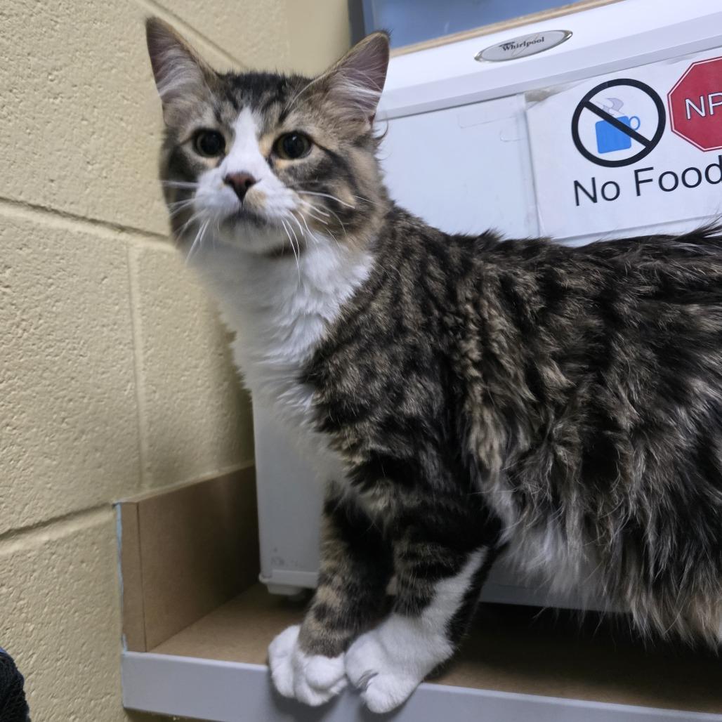 Enlarge Philomin, a Adoptable Domestic Long Hair in Cheyenne, WY image 2/2