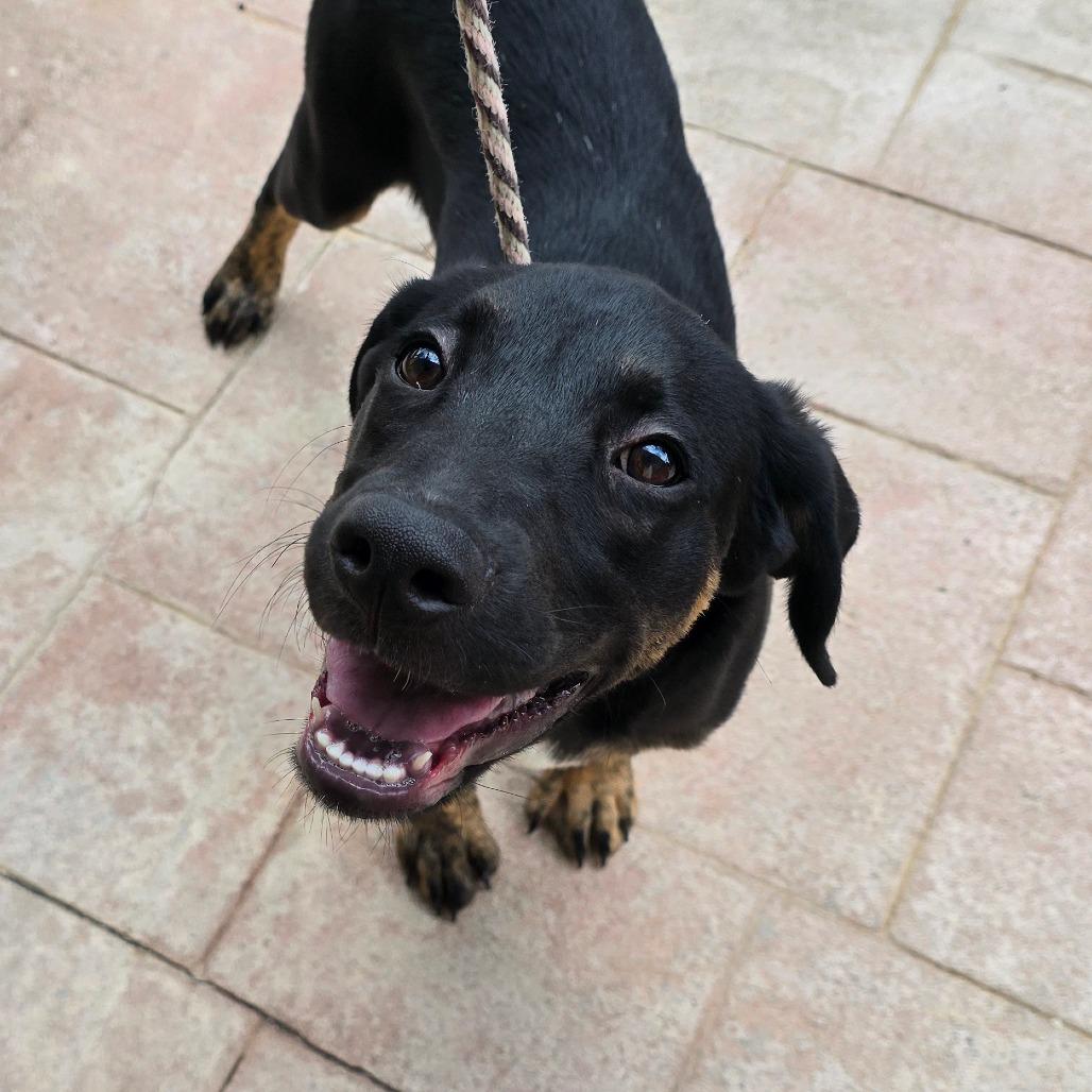 Carver, Adoptable, Puppy Male Mixed Breed.