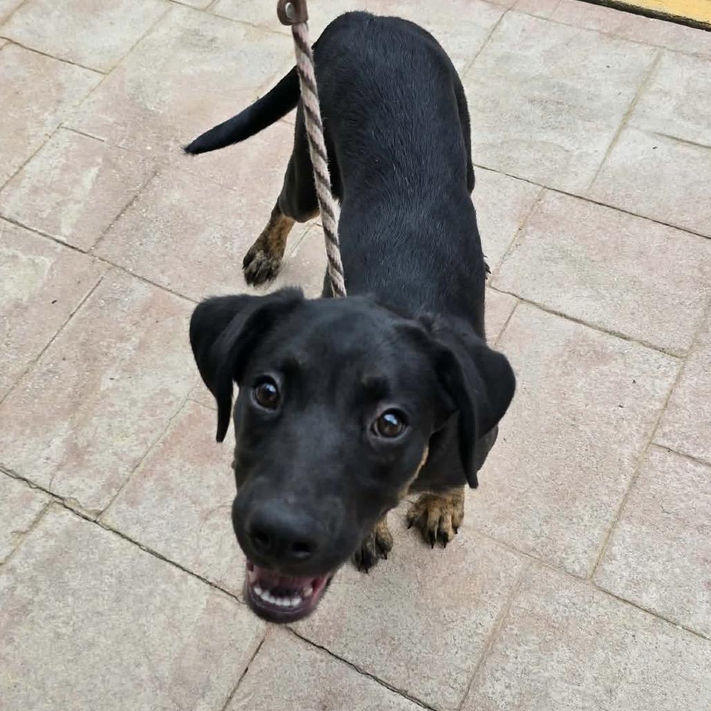 Enlarge Carver, a Adoptable Mixed Breed in Williston, FL image 2/5