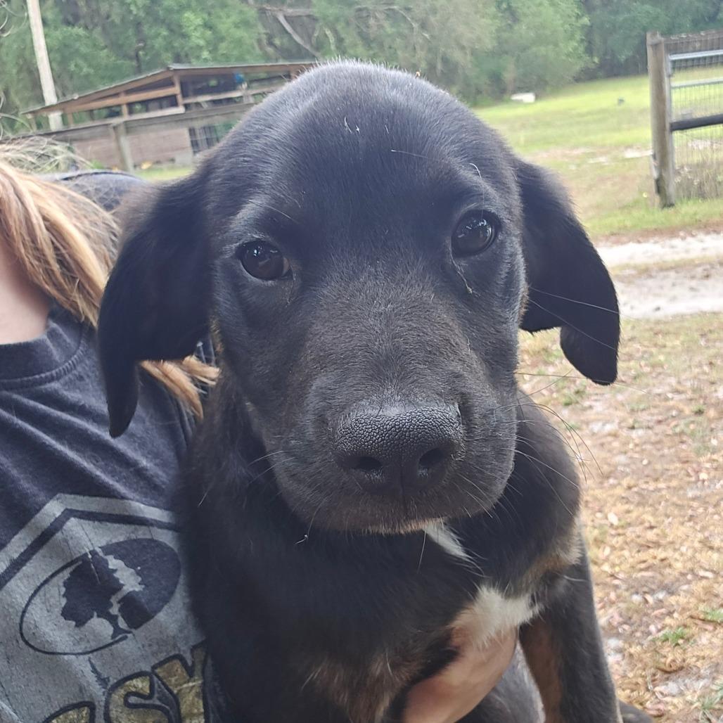 Enlarge Carver, a Adoptable Mixed Breed in Williston, FL image 1/2