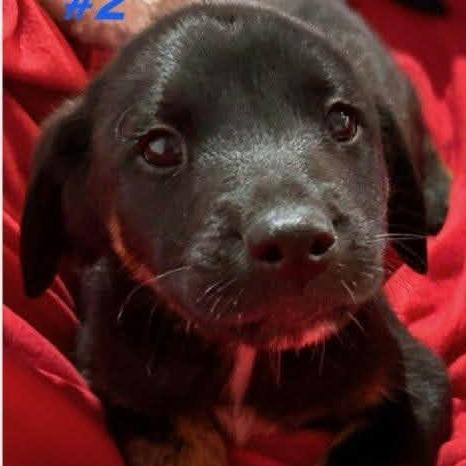 Enlarge Carver, a Adoptable Mixed Breed in Williston, FL image 2/2