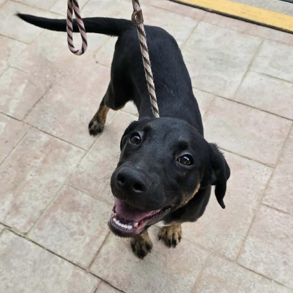 Enlarge Carver, a Adoptable Mixed Breed in Williston, FL image 5/5