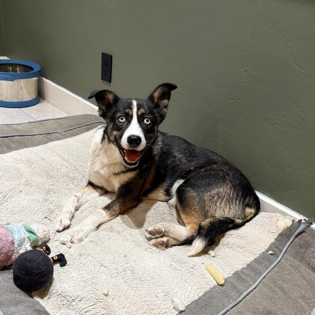 Enlarge Hope, a Adoptable mixed breed in San Diego, CA image 1/6