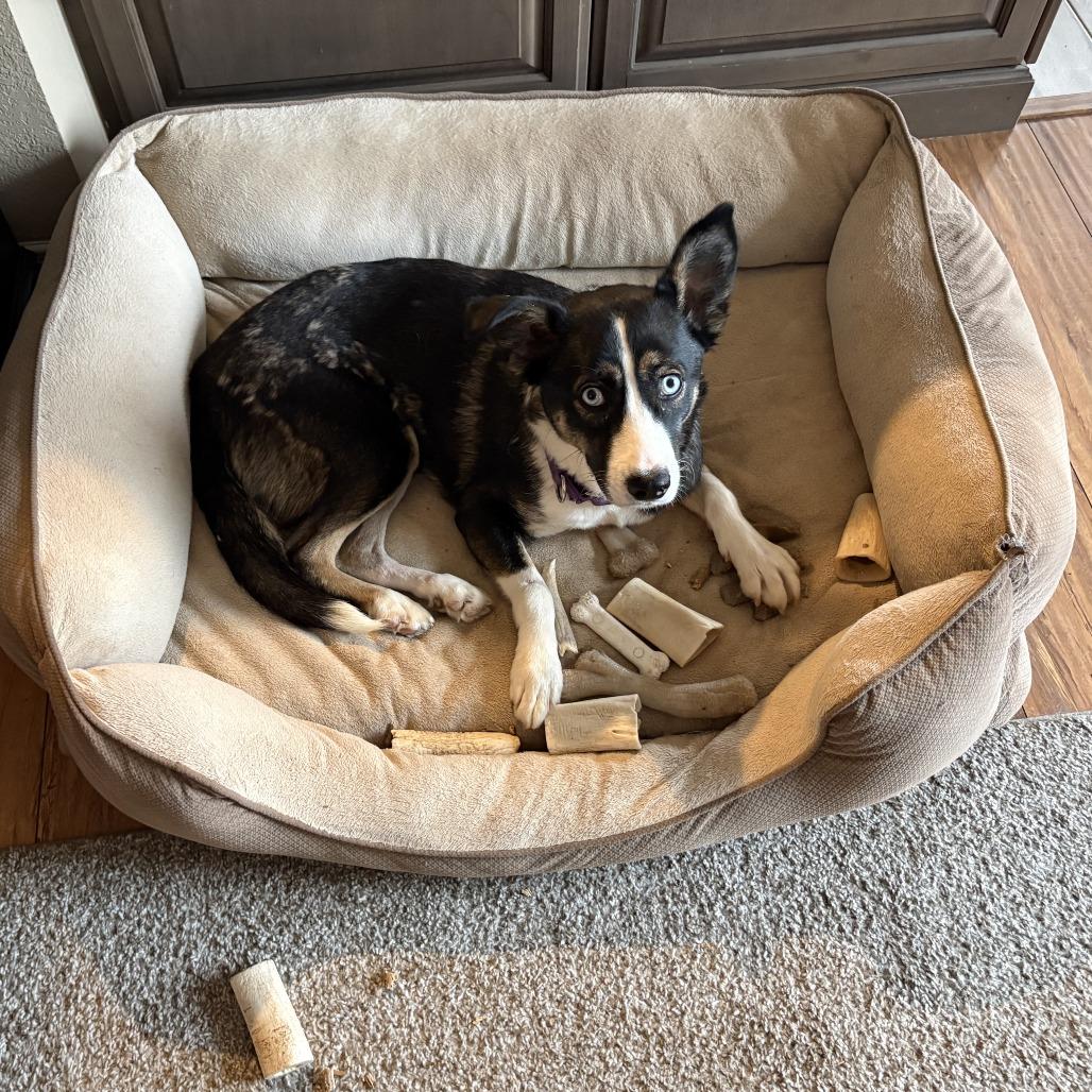 Enlarge Hope, a Adoptable mixed breed in San Diego, CA image 2/6