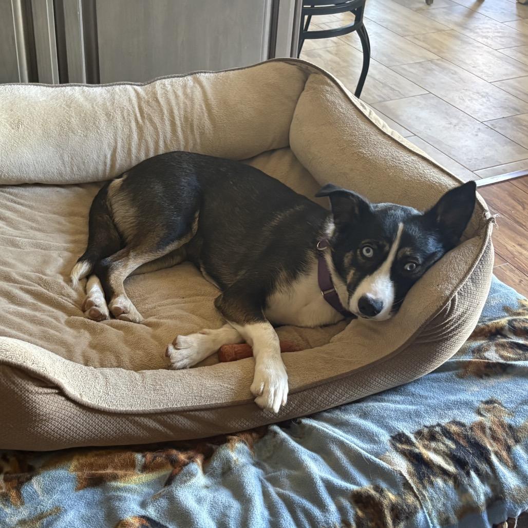 Enlarge Hope, a Adoptable mixed breed in San Diego, CA image 3/6