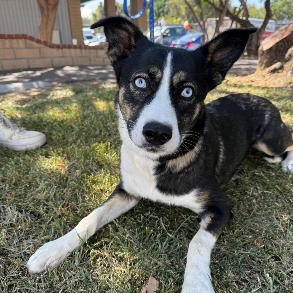 Enlarge Hope, a Adoptable mixed breed in San Diego, CA image 5/6