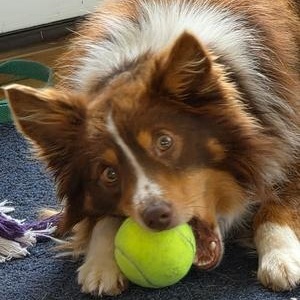 Mr. Boris, adopted, Young Male Australian Shepherd.