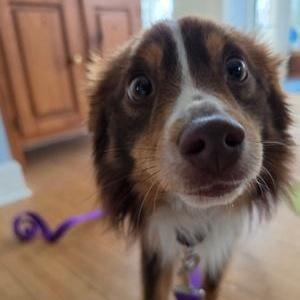 Mr. Boris, an adopted mixed breed in Honeoye Falls, NY image 3/4