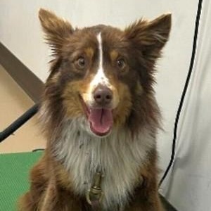 Mr. Boris, an adopted mixed breed in Honeoye Falls, NY image 4/4
