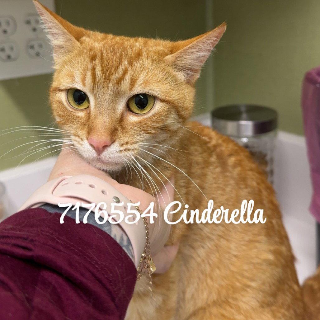 Enlarge CINDERELLA, a Adopted Domestic Short Hair in Chico, CA image 1/1