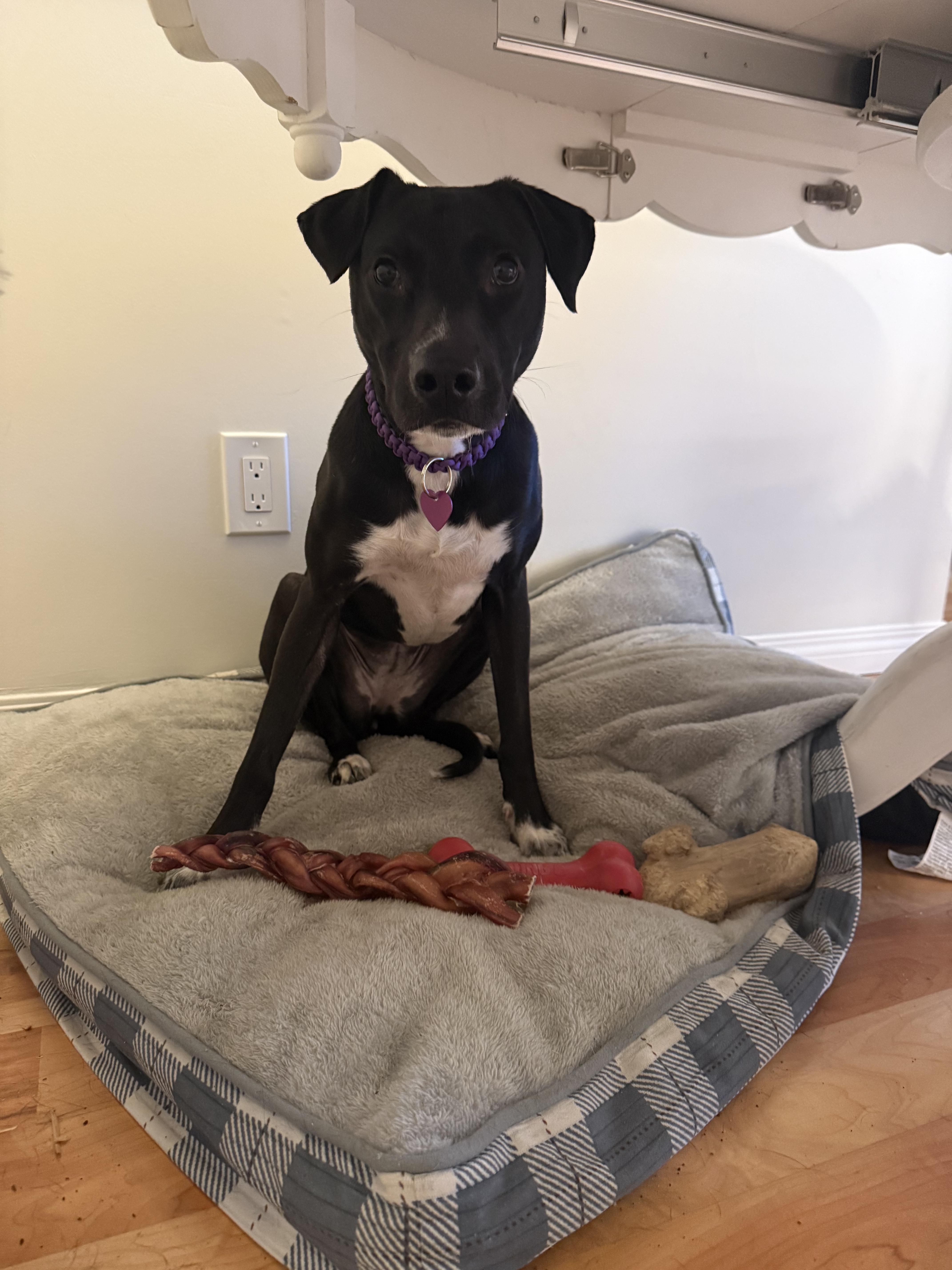 Enlarge Flora, a Adoptable mixed breed in Victoria, BC image 3/4
