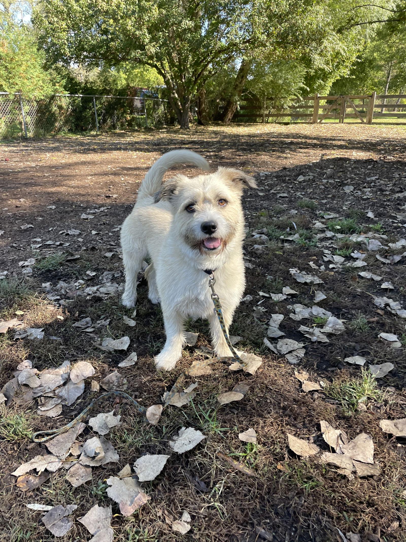 Enlarge Herbert, a Adoptable mixed breed in Island Lake, IL image 1/3