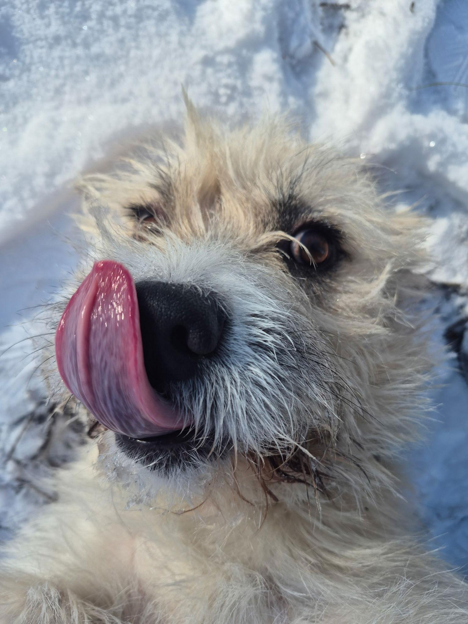 Enlarge Herbert, a Adoptable mixed breed in Island Lake, IL image 2/3