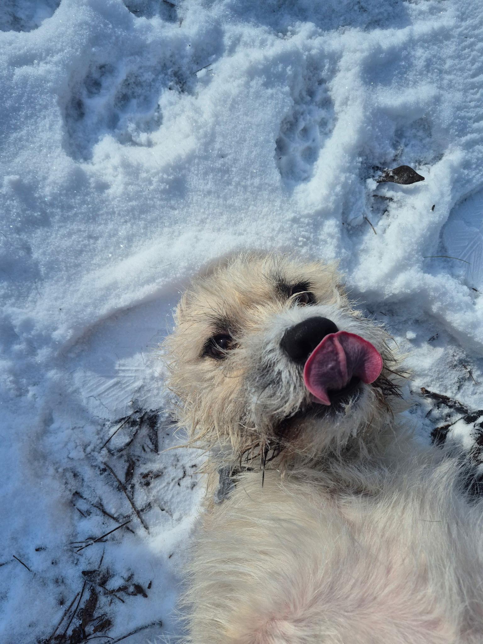 Enlarge Herbert, a Adoptable mixed breed in Island Lake, IL image 3/3