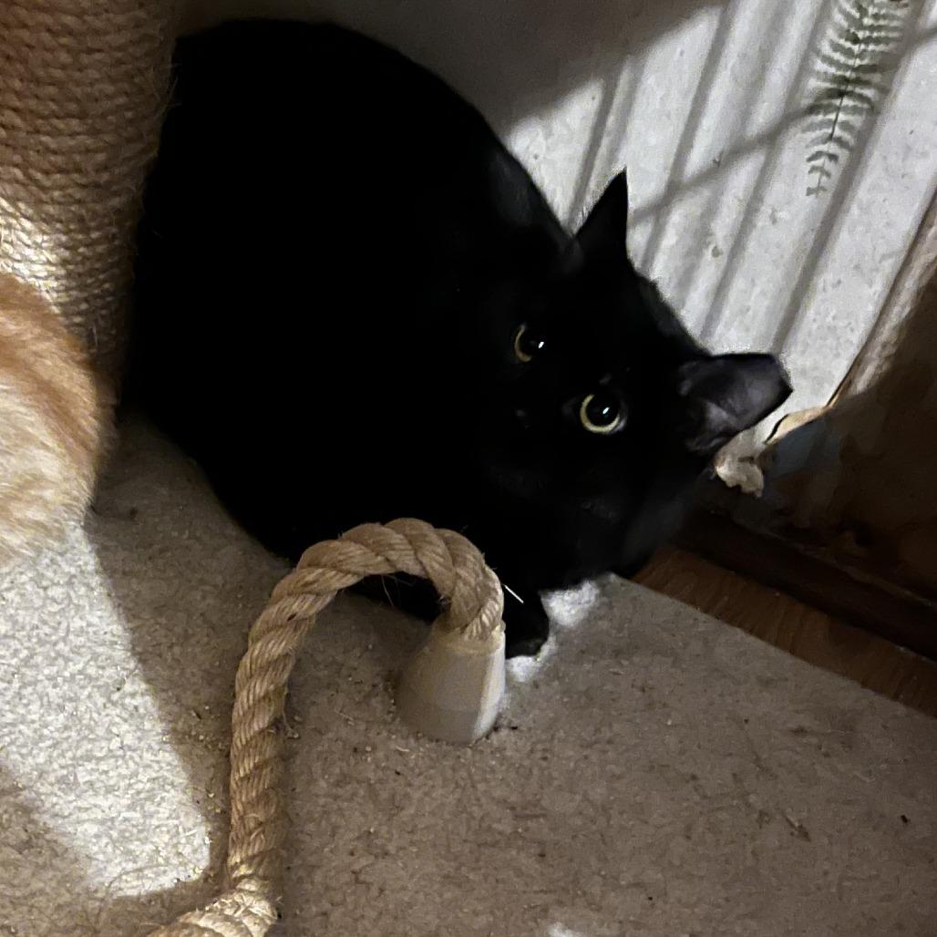 Onyx Baby, Adoptable, Young Female Domestic Medium Hair.