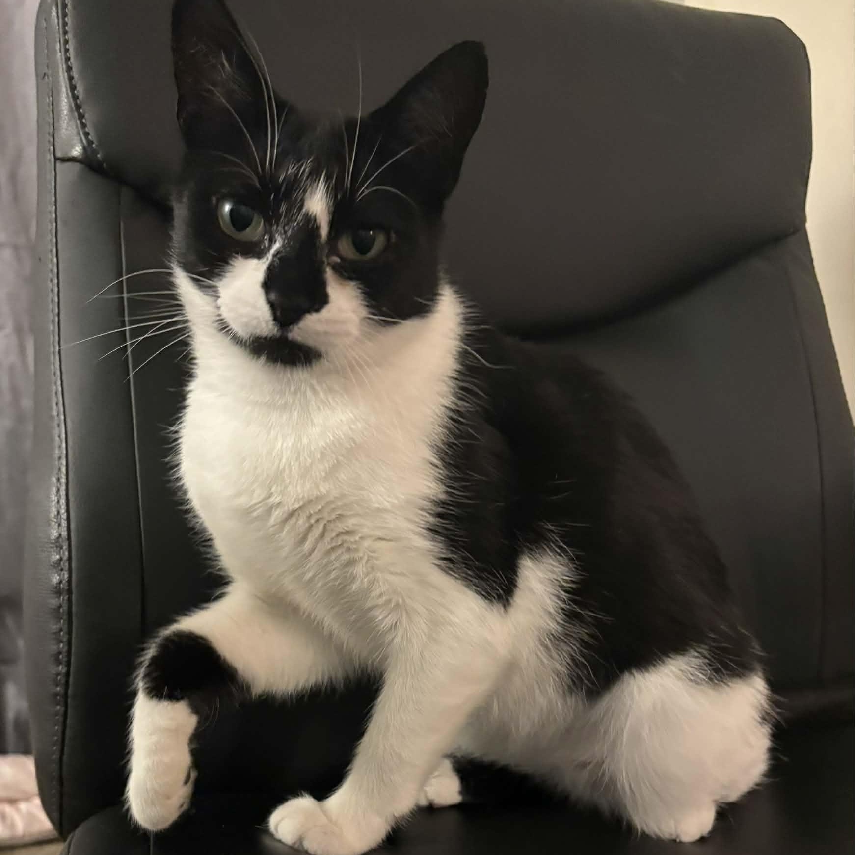 Royal, ADOPTABLE, Young Female Domestic Short Hair.