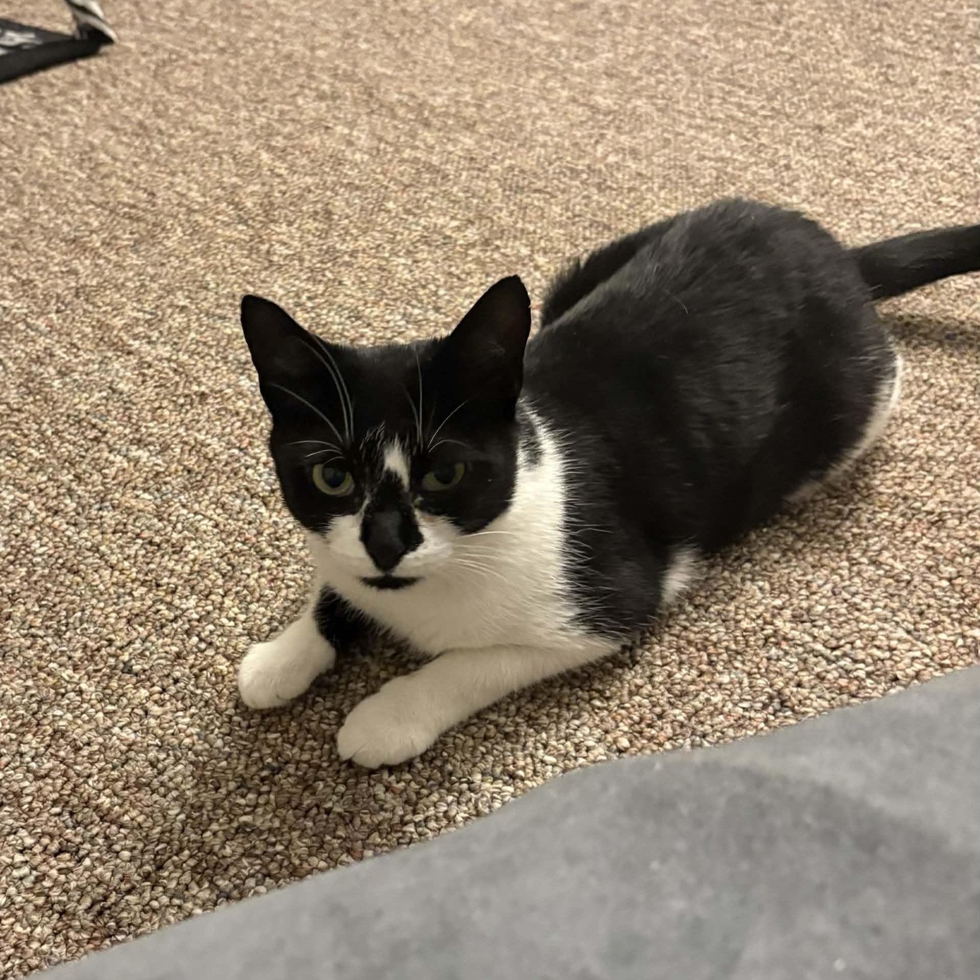 Enlarge Royal, a ADOPTABLE Domestic Short Hair in Wanaque, NJ image 5/6