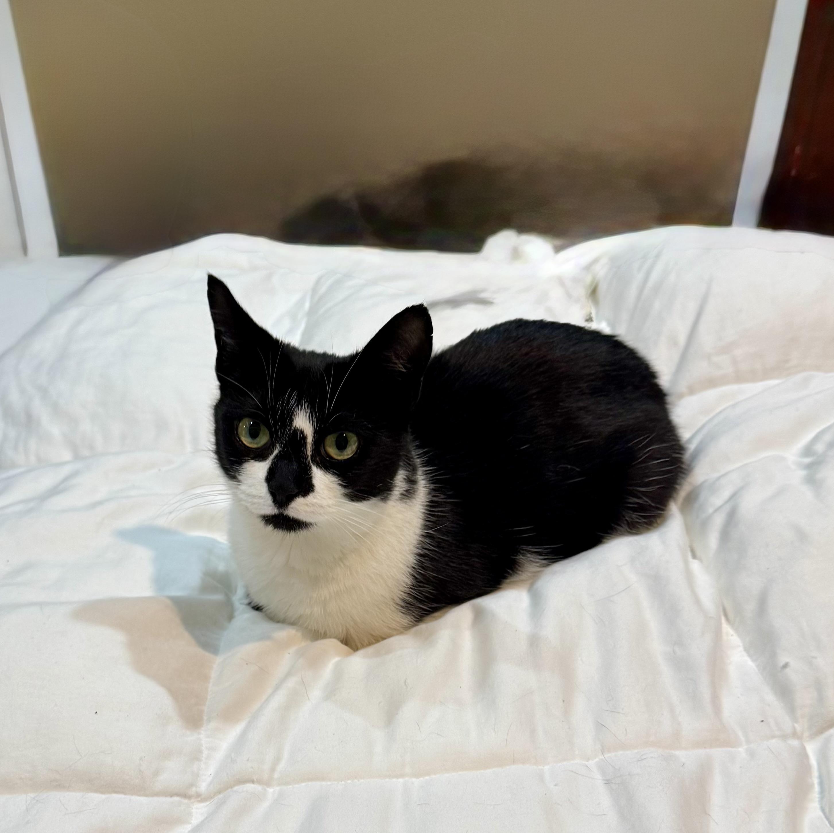 Enlarge Royal, a ADOPTABLE Domestic Short Hair in Wanaque, NJ image 3/6