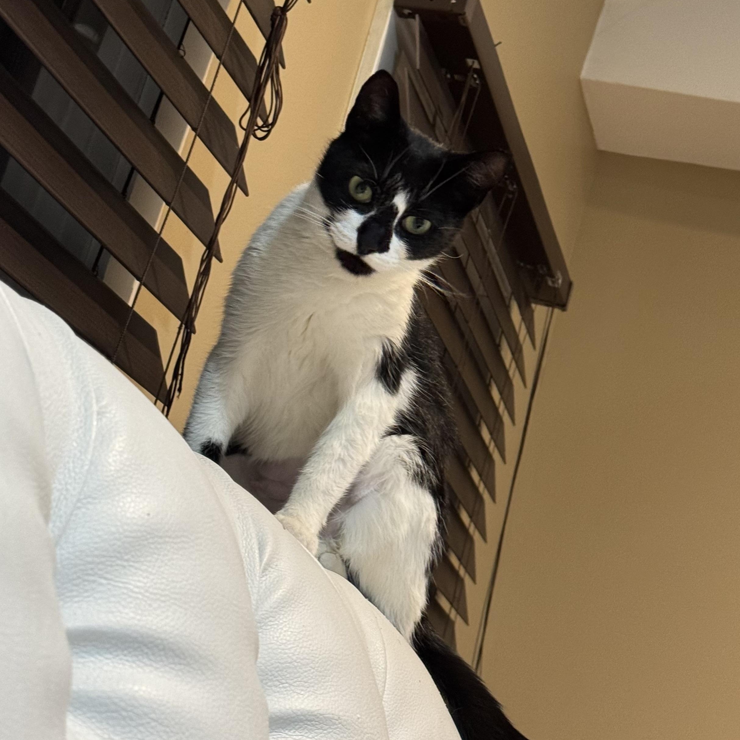 Enlarge Royal, a ADOPTABLE Domestic Short Hair in Wanaque, NJ image 2/6