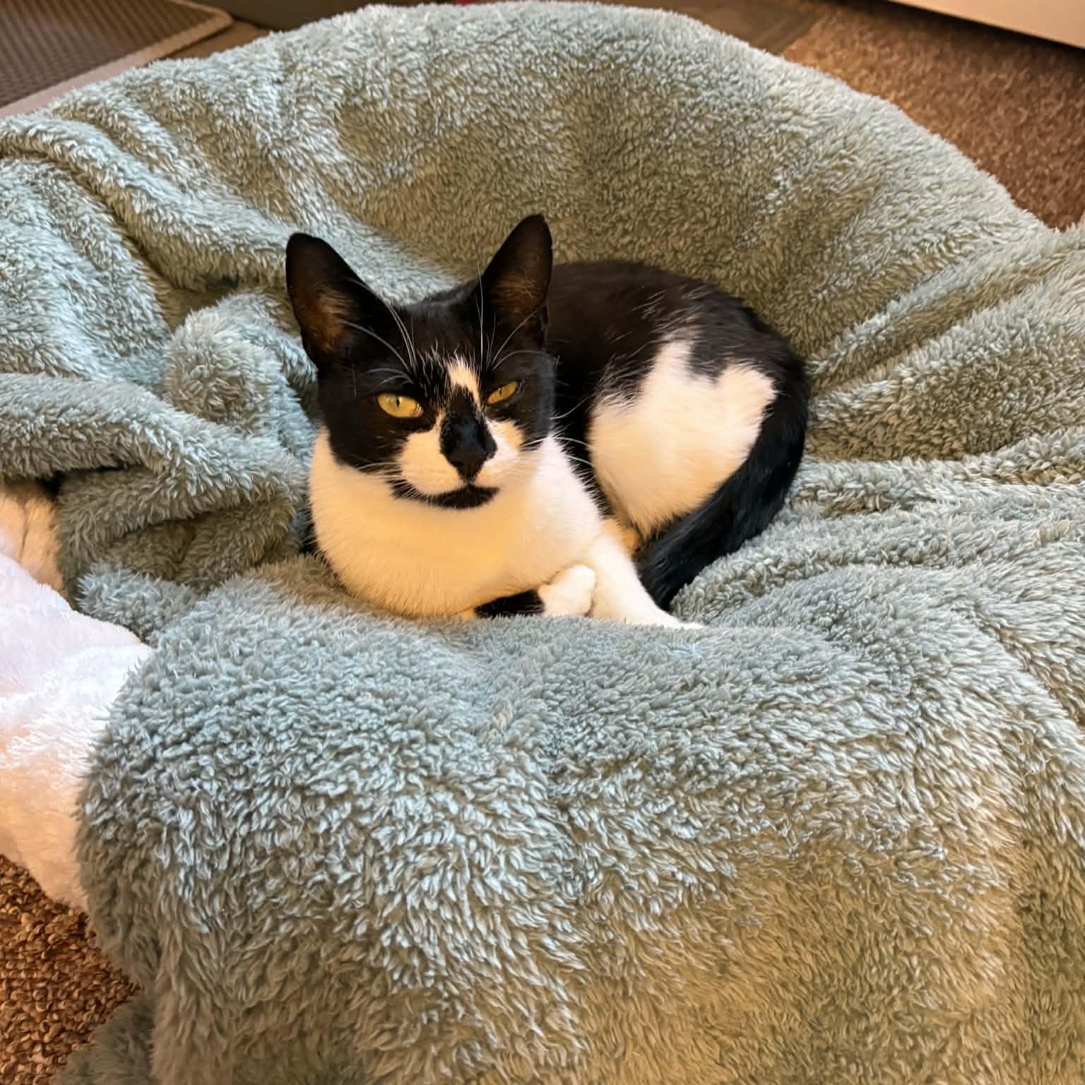 Enlarge Royal, a ADOPTABLE Domestic Short Hair in Wanaque, NJ image 4/6