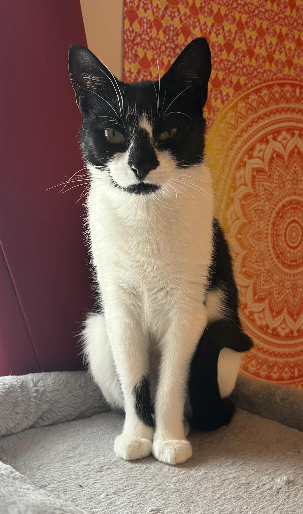 Enlarge Royal, a ADOPTABLE Domestic Short Hair in Wanaque, NJ image 6/6