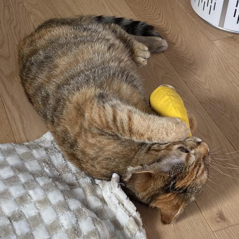 Strawberri, a ADOPTABLE mixed breed in CHICAGO, IL image 3/4