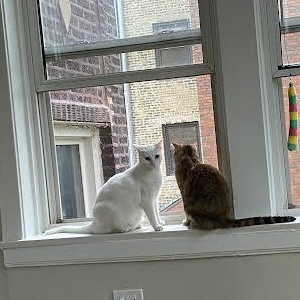 Strawberri, a ADOPTABLE mixed breed in CHICAGO, IL image 2/4