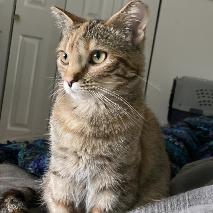 Strawberri, a ADOPTABLE mixed breed in CHICAGO, IL image 1/4