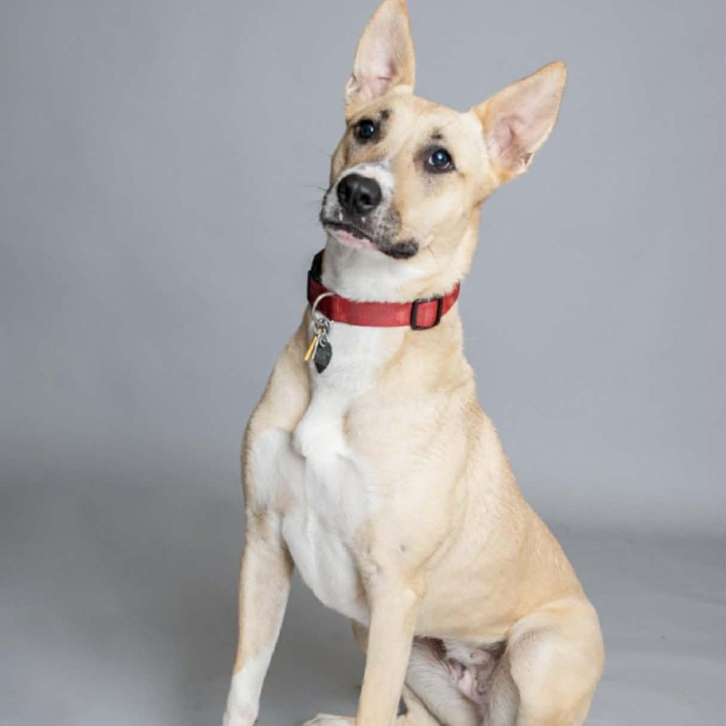 Enlarge Julia, a Adoptable German Shepherd Dog in Newcastle, OK image 2/5