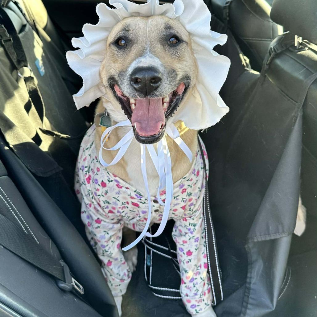 Enlarge Julia, a Adoptable German Shepherd Dog in Newcastle, OK image 3/5