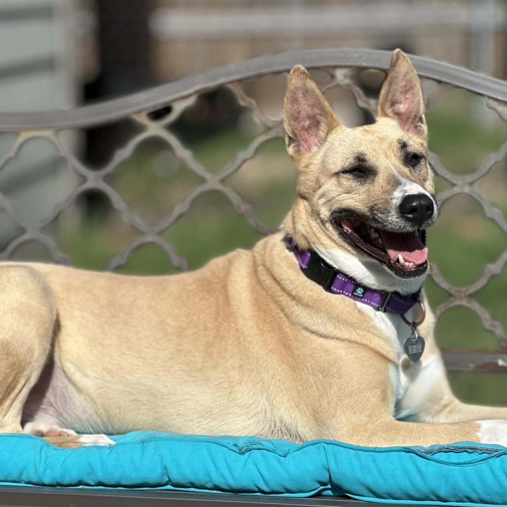 Enlarge Julia, a Adoptable German Shepherd Dog in Newcastle, OK image 4/5