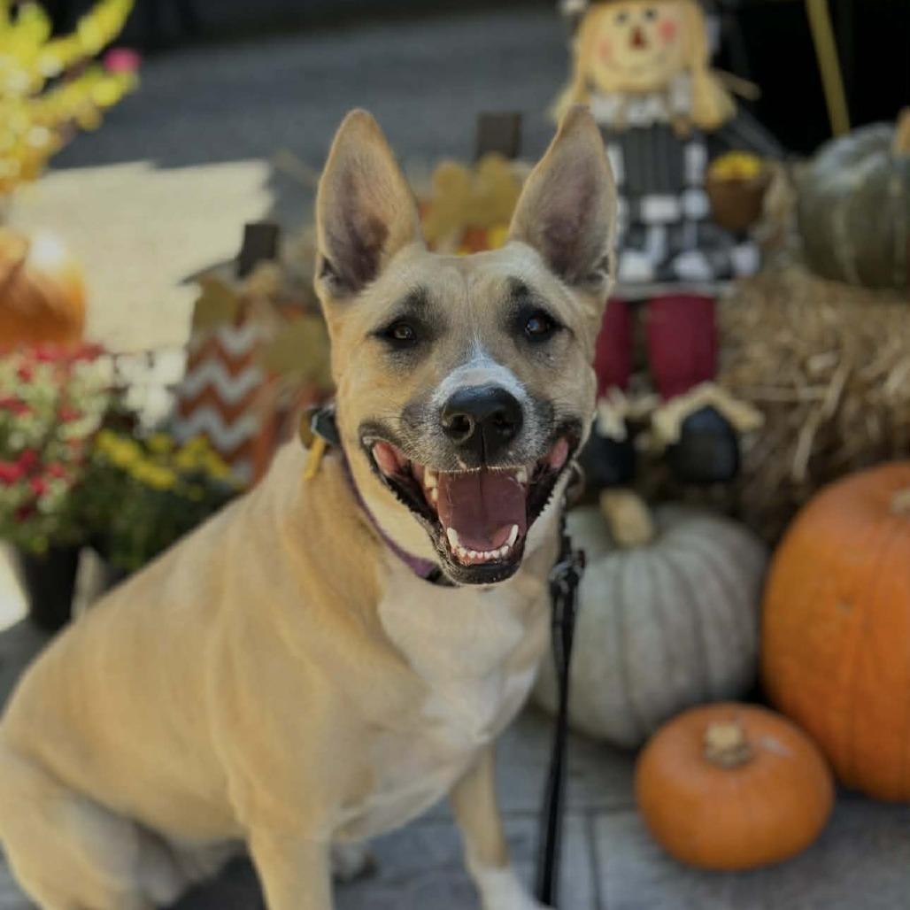 Enlarge Julia, a Adoptable German Shepherd Dog in Newcastle, OK image 5/5