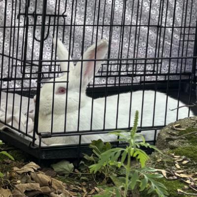 Enlarge Hoot, a Adoptable New Zealand in Kalamazoo, MI image 2/2
