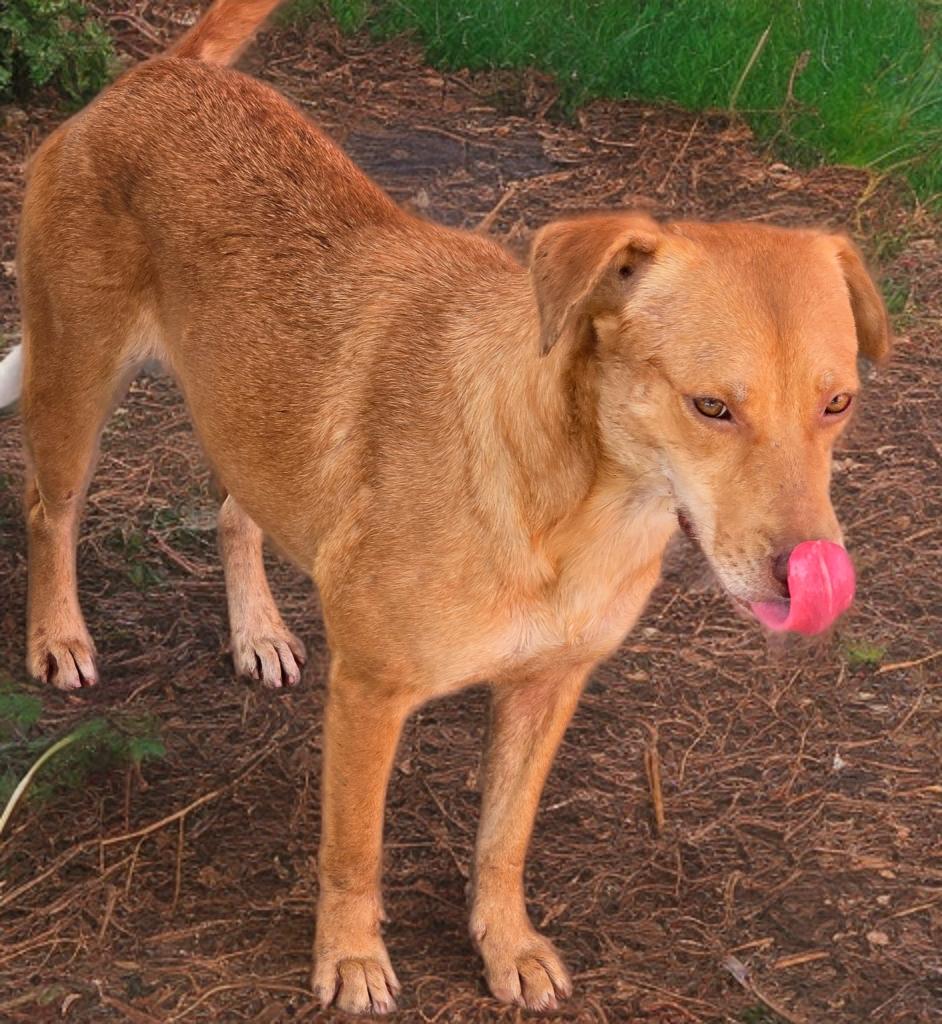 Enlarge Agate, a Adoptable mixed breed in Spokane, WA image 4/5