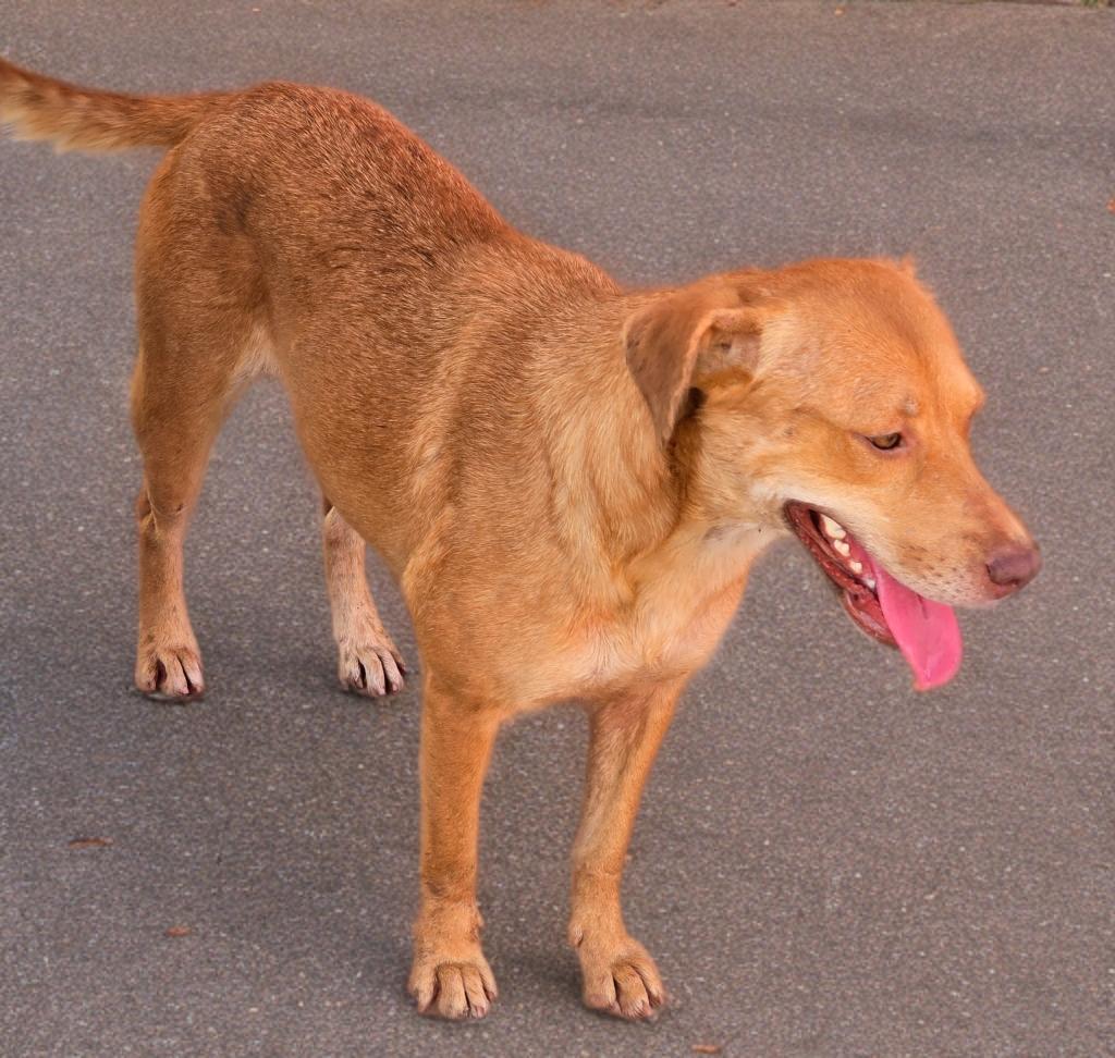 Enlarge Agate, a Adoptable mixed breed in Spokane, WA image 5/5