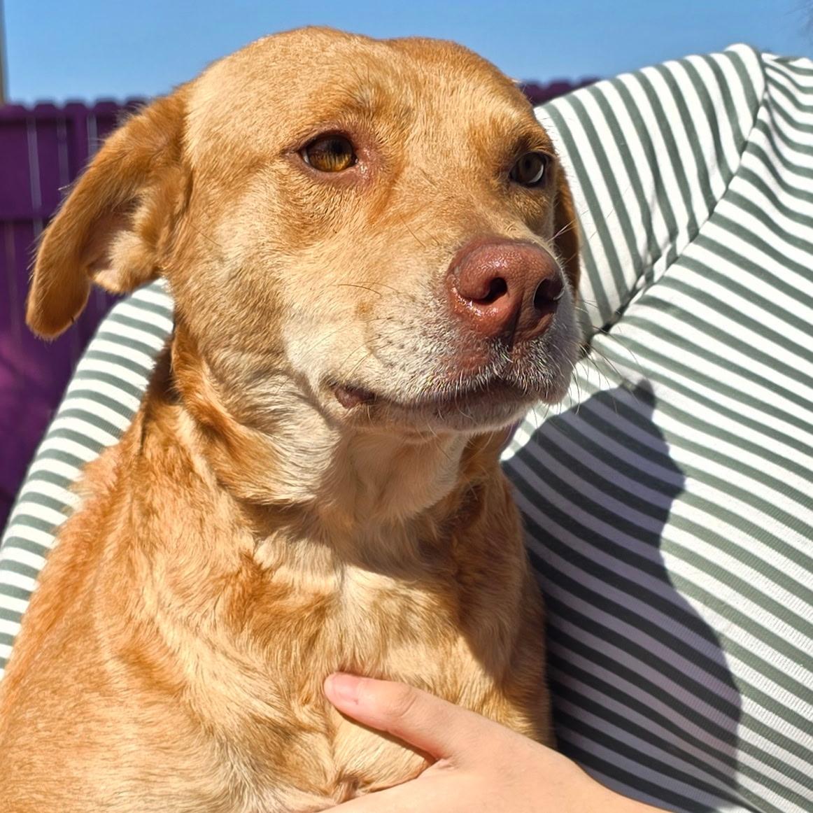 Enlarge Agate, a Adoptable mixed breed in Spokane, WA image 3/5