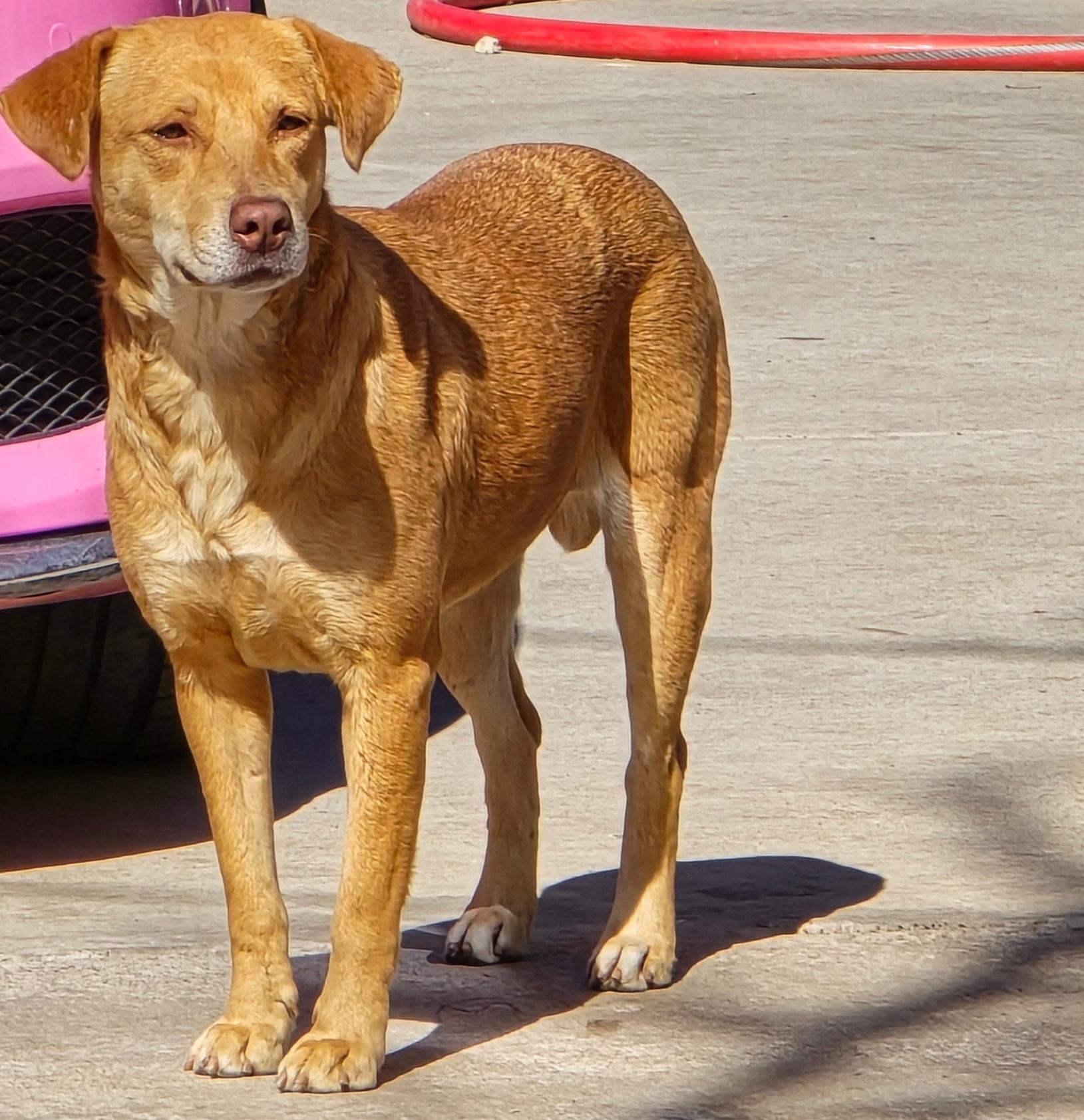 Enlarge Agate, a Adoptable mixed breed in Spokane, WA image 1/5