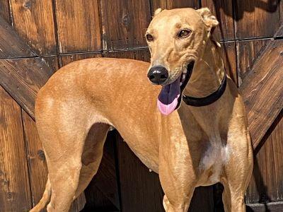Enlarge Fancy, a ADOPTABLE mixed breed in Dallas, TX image 1/2