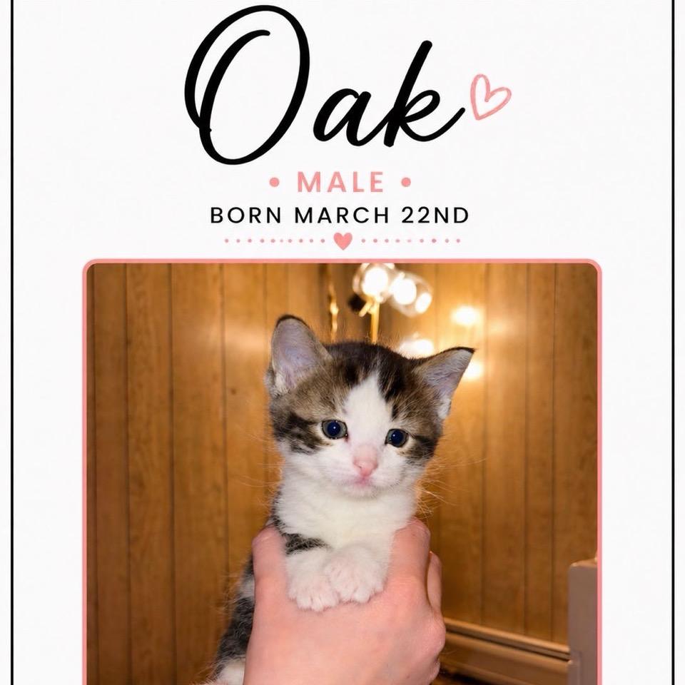 Oak, a Adoptable Domestic Short Hair in North Canton, OH image 1/3