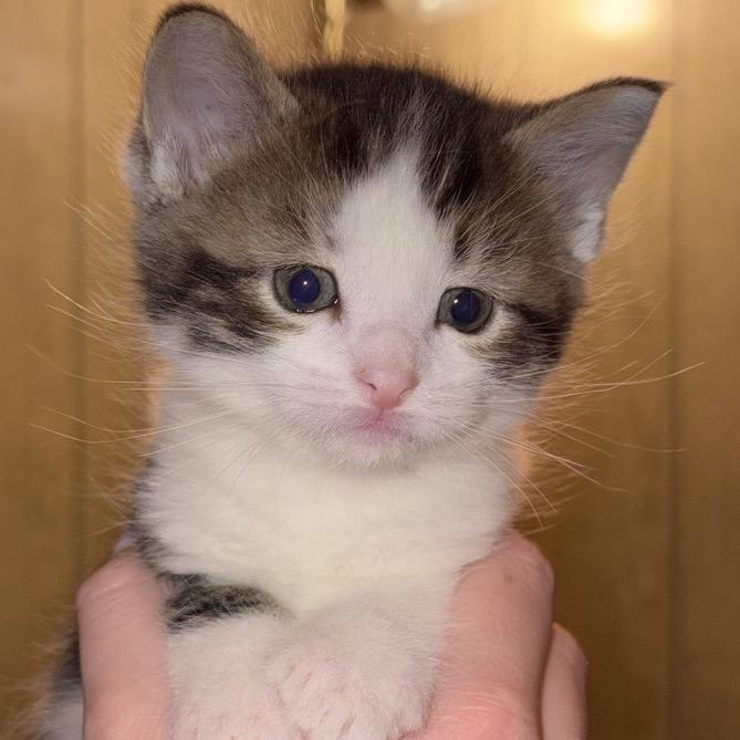 Oak, a Adoptable Domestic Short Hair in North Canton, OH image 2/3