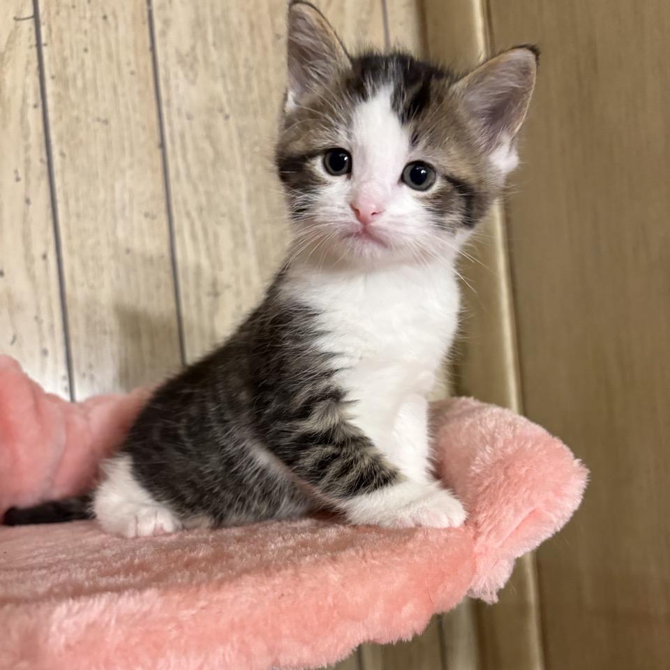 Oak, a Adoptable Domestic Short Hair in North Canton, OH image 3/3