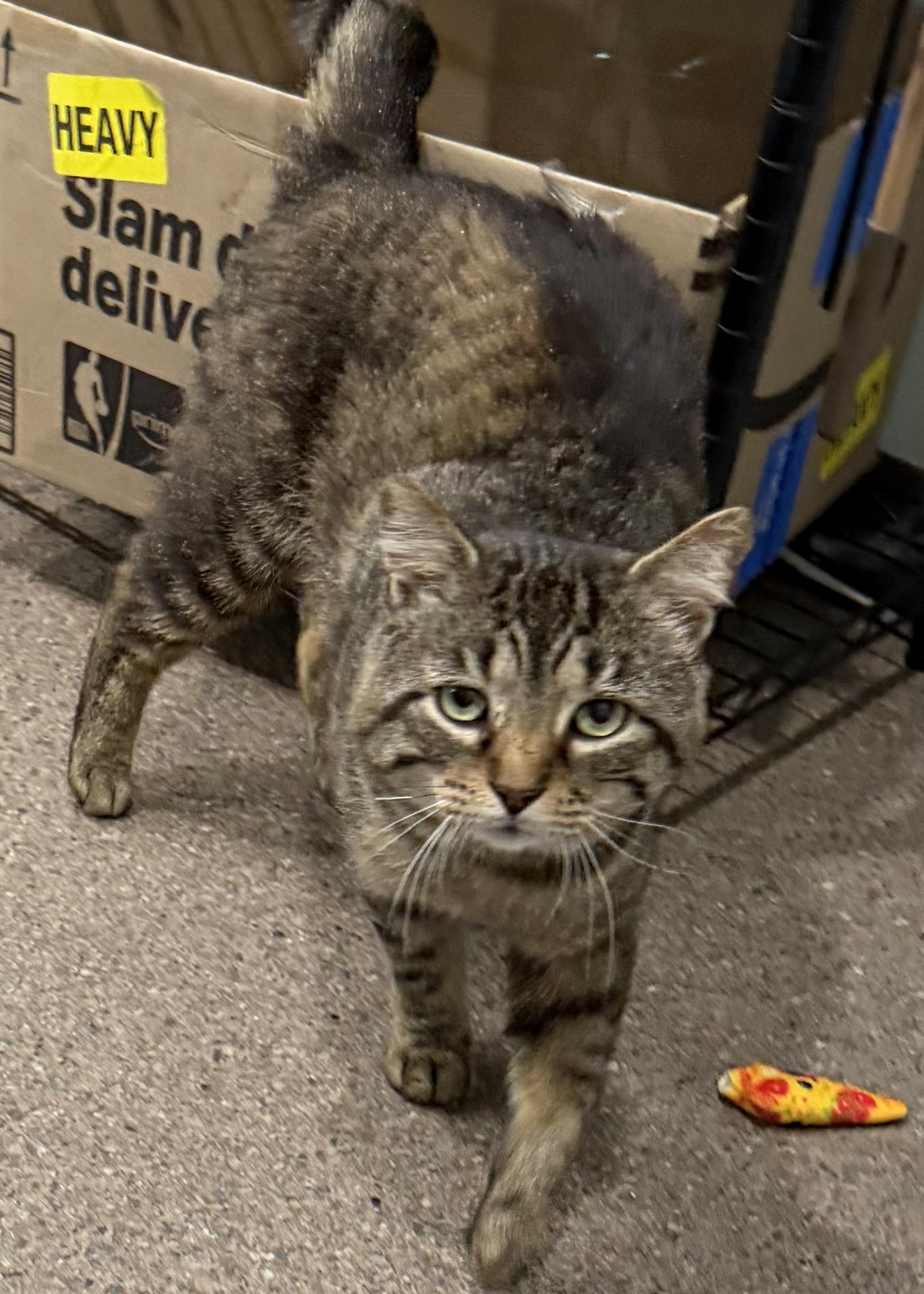 Enlarge Giles, an adopted Domestic Short Hair in Sault Sainte Marie, MI image 4/5
