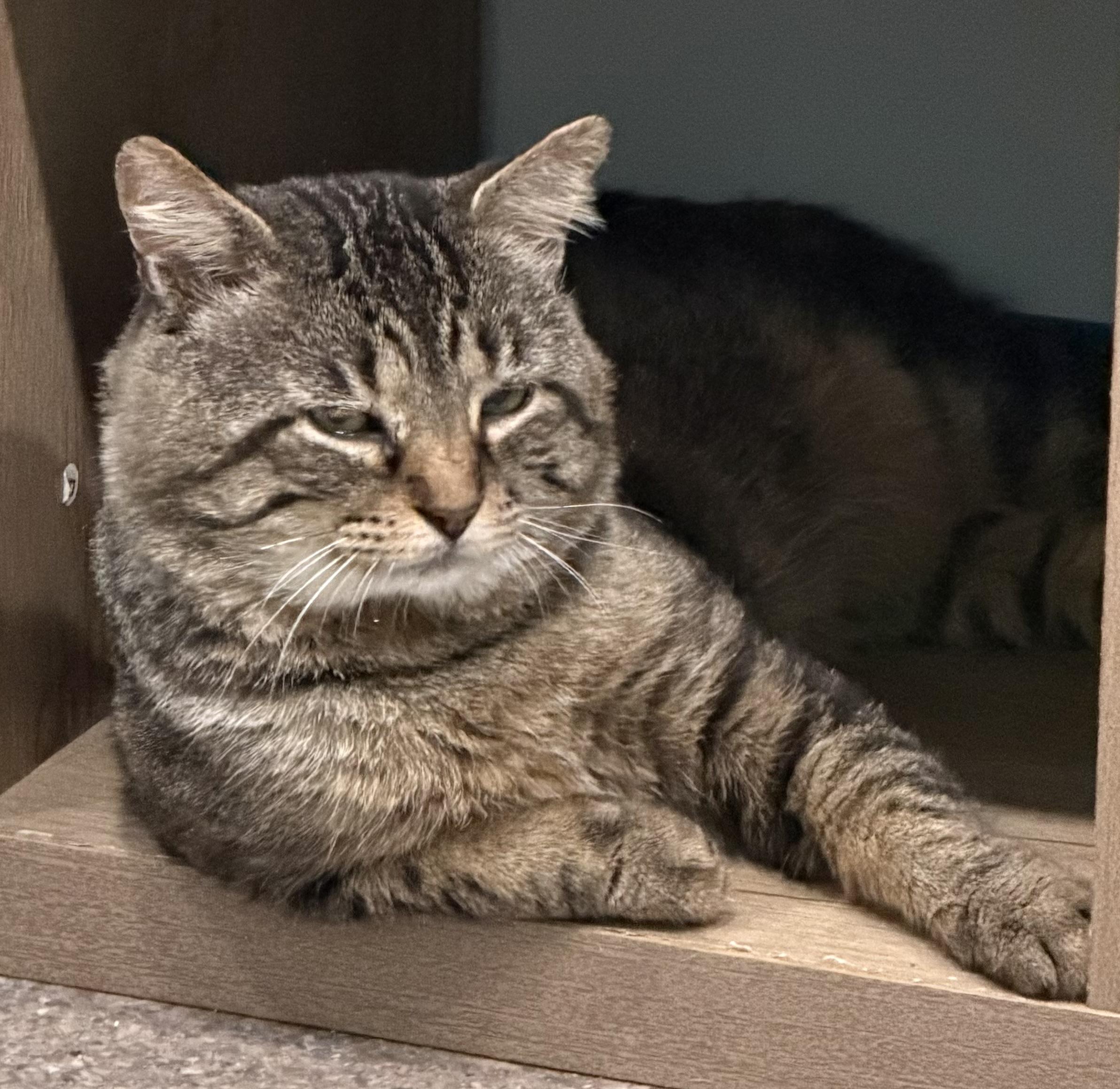 Enlarge Giles, an adopted Domestic Short Hair in Sault Sainte Marie, MI image 2/5
