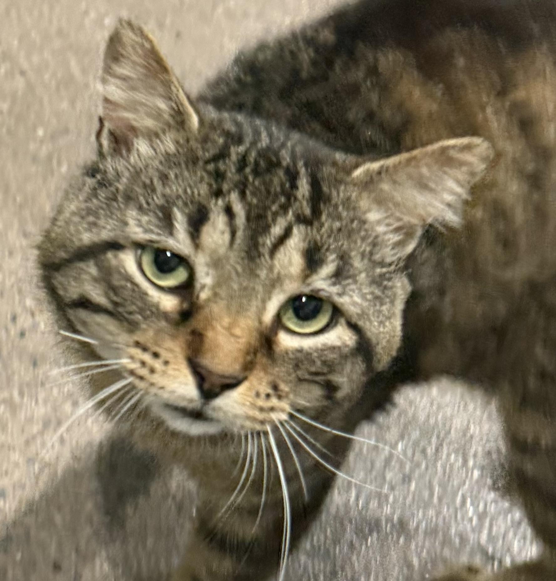Enlarge Giles, an adopted Domestic Short Hair in Sault Sainte Marie, MI image 3/5