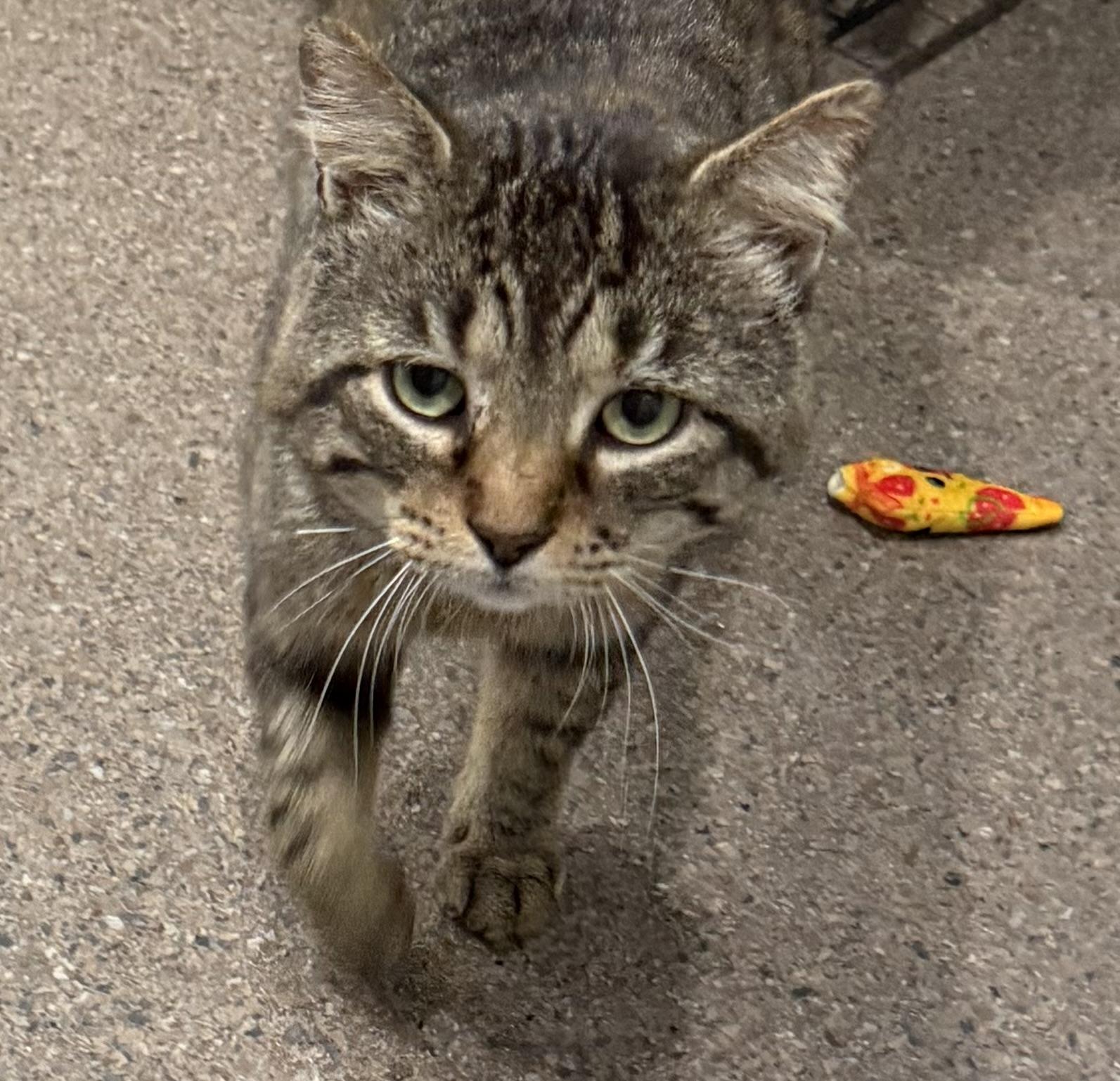 Enlarge Giles, an adopted Domestic Short Hair in Sault Sainte Marie, MI image 5/5